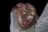 Red, Enrolled Gerastos Trilobite - Hmar Laghdad, Morocco #137582-4